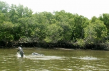 Tour Observación delfines + Puerto Morro